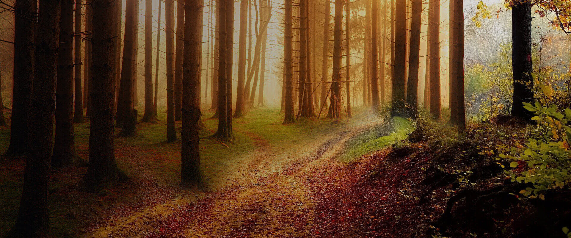 header img
